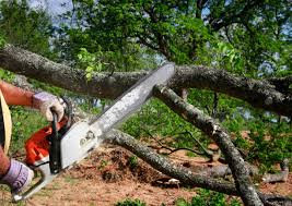 Best Tree Preservation Services  in Merrick, NY