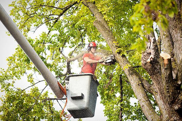 Why Choose Our Tree Removal Services in Merrick, NY?