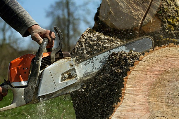 Best Stump Grinding and Removal  in Merrick, NY